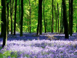 A bluebell forest