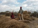 Two Kenyan people cutting mulch to help a permaculture garden grow