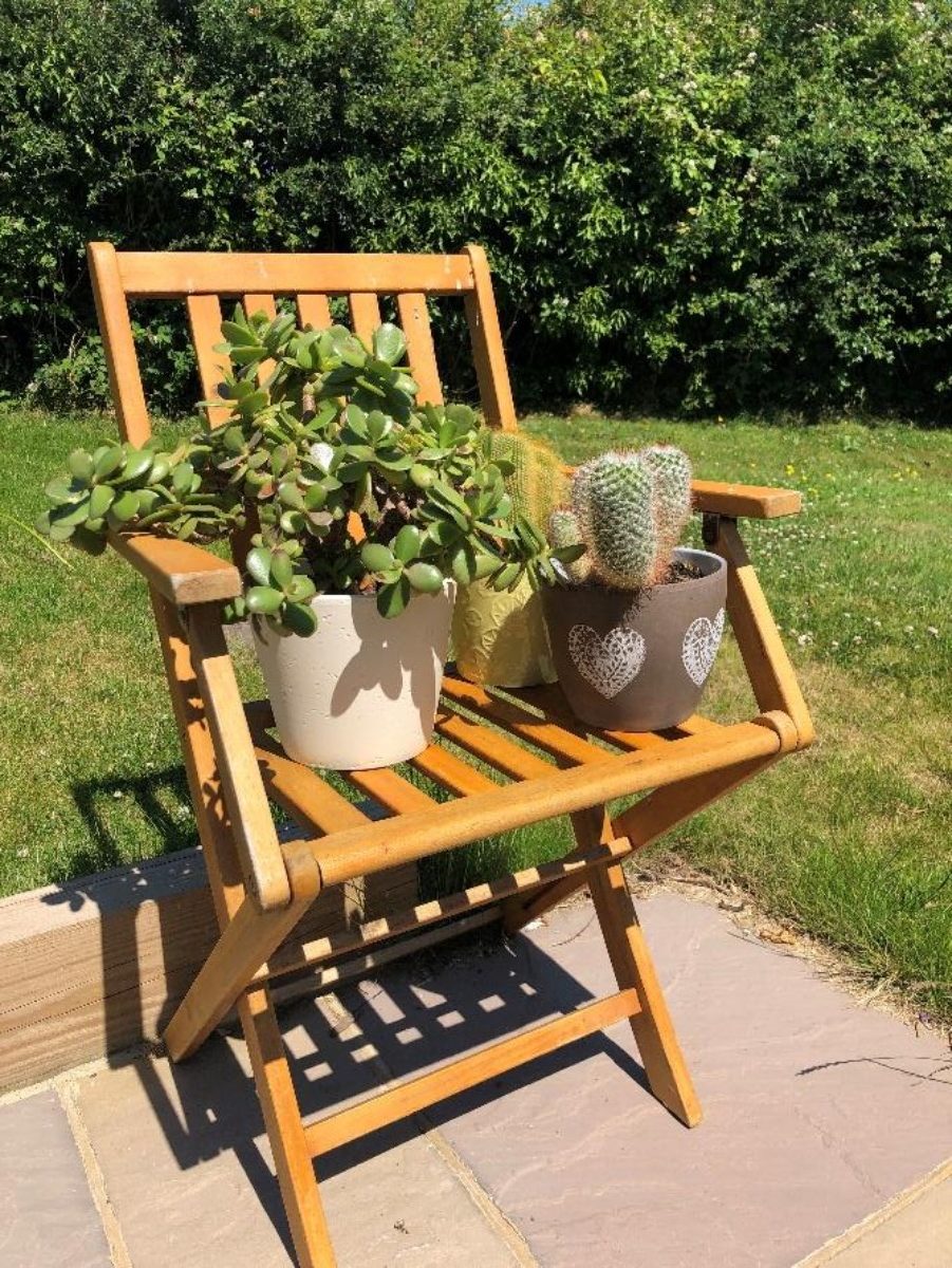 Two chilli plants and an array of cacti on a chair in a garden