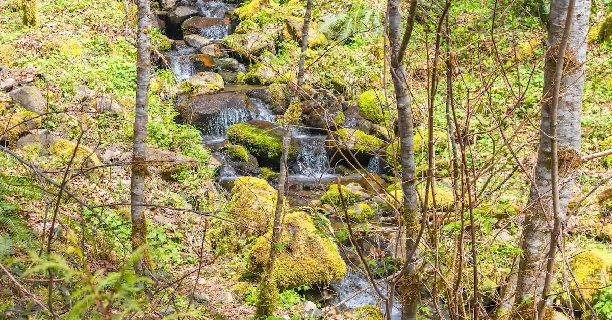 Alder trees by a stream