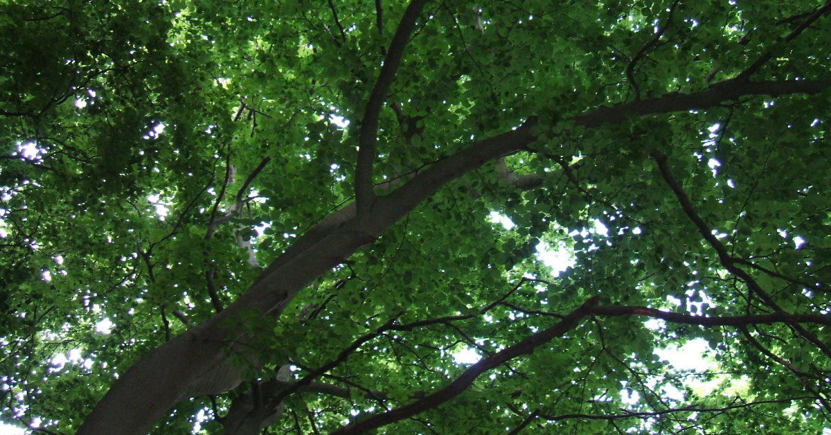 Dappled sunlight through leaves