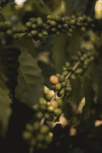 Coffee beans growing