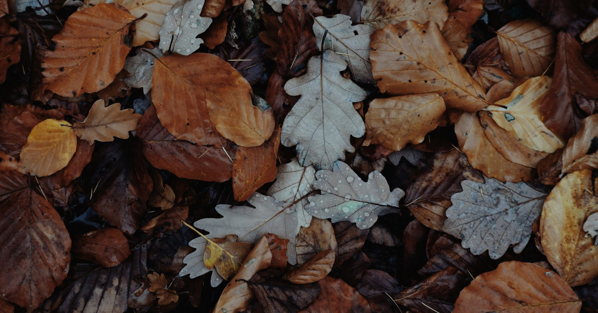 Deciduous tree leaves