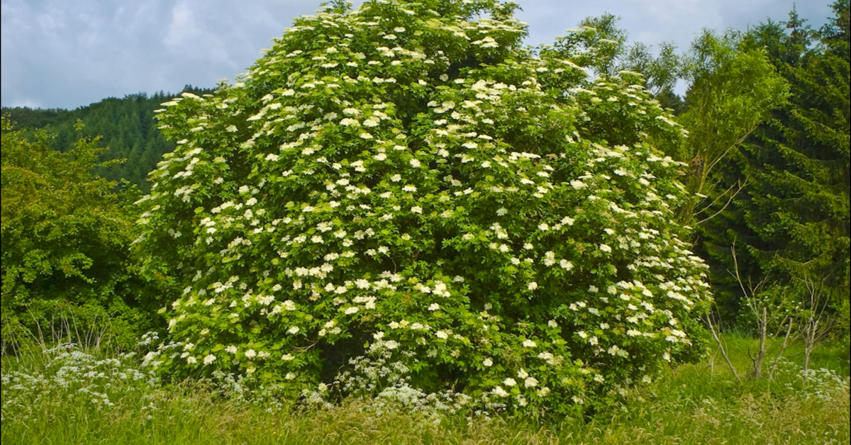 Great British Trees - The Elder