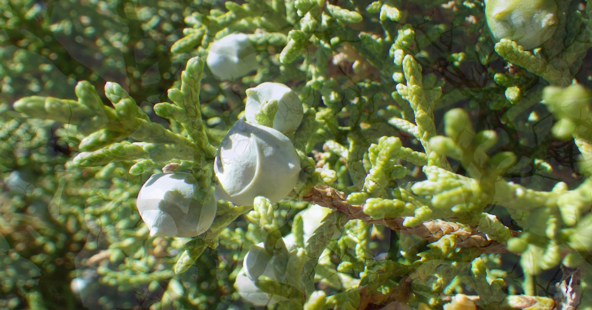 Great British Trees - The Juniper