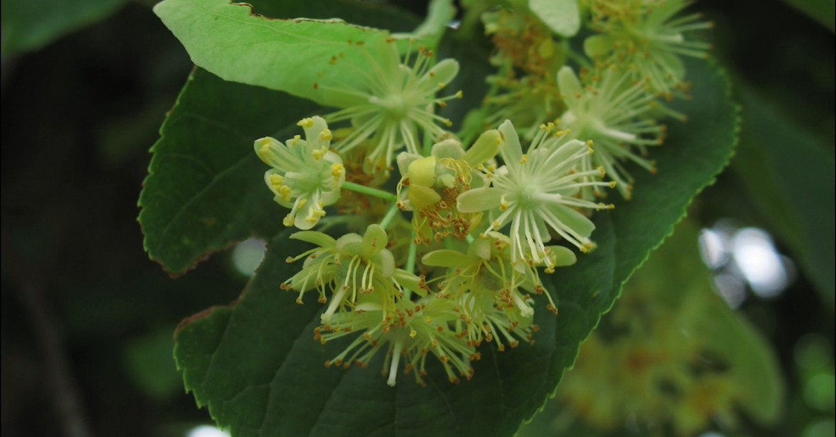 Great British Trees - The Lime