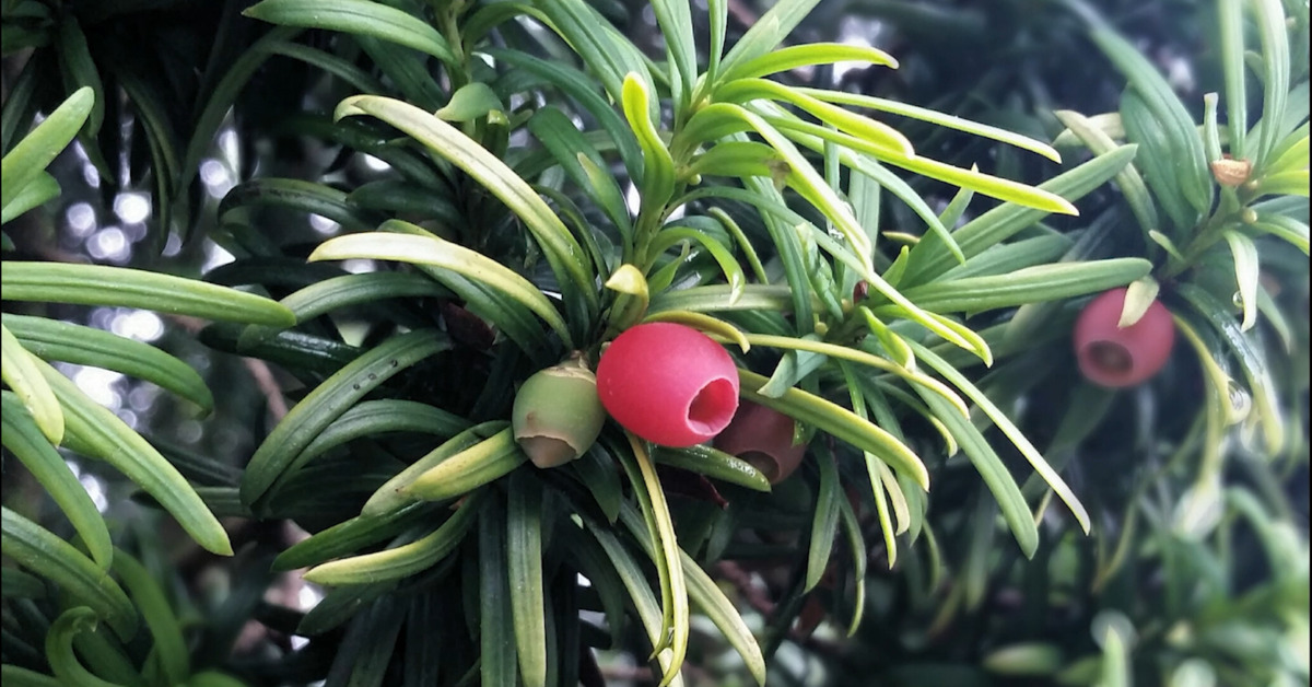 Great British Trees - The Yew