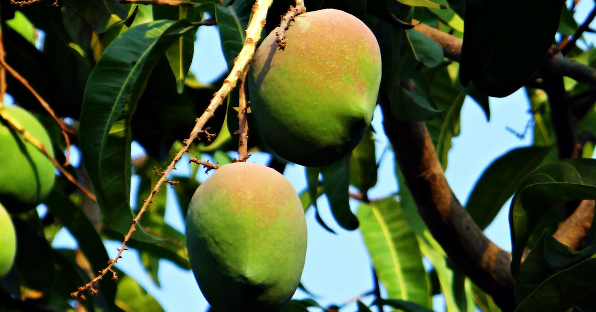 Ripe mangoes growing on a tree