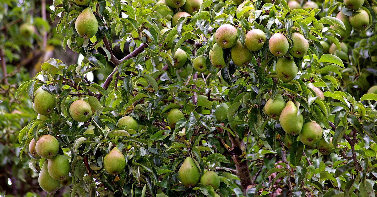 Pear tree heavy with fruit