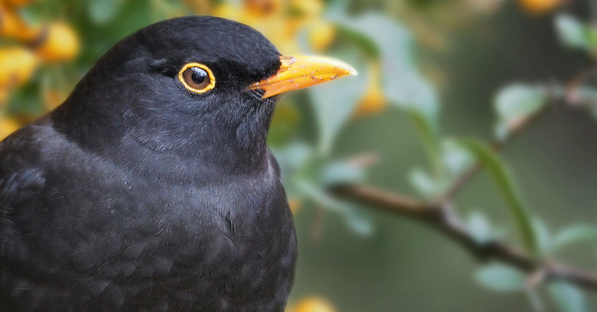 Blackbird on tree branch by Lukasz Rawa on Unsplash