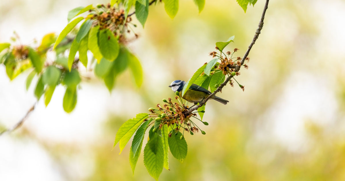 Blue and green bird on green plant by Andy Holmes on Unsplash