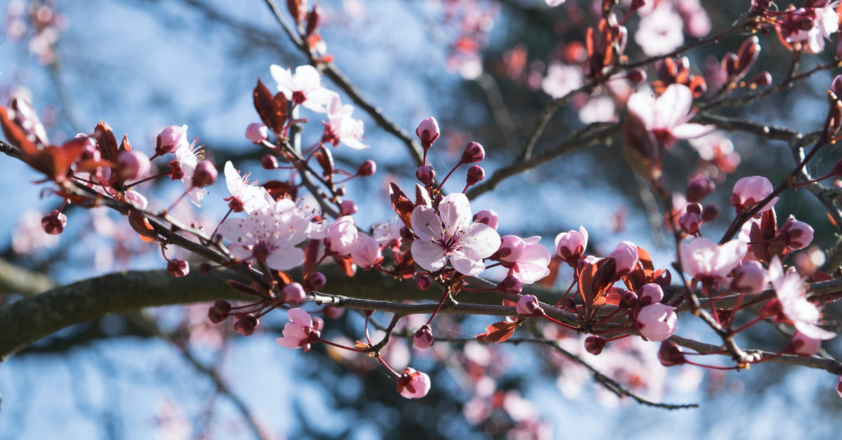 Cherry blossom