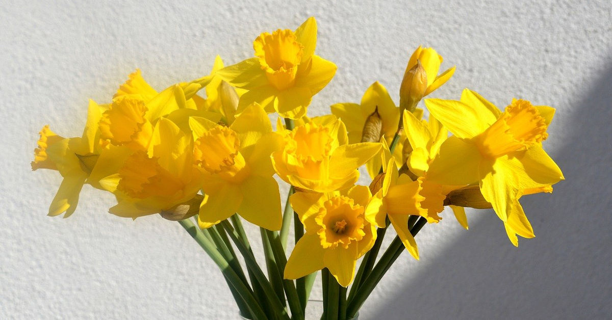 Daffodils in a vase