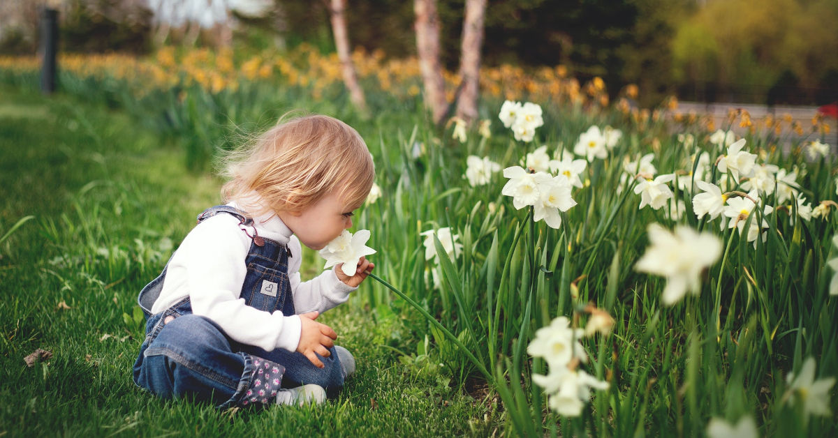 Small child smelling daffodils