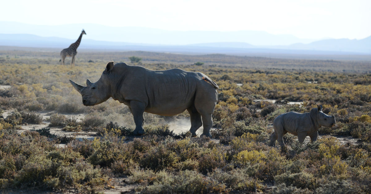 Two rhino and a giraffe on scrubland