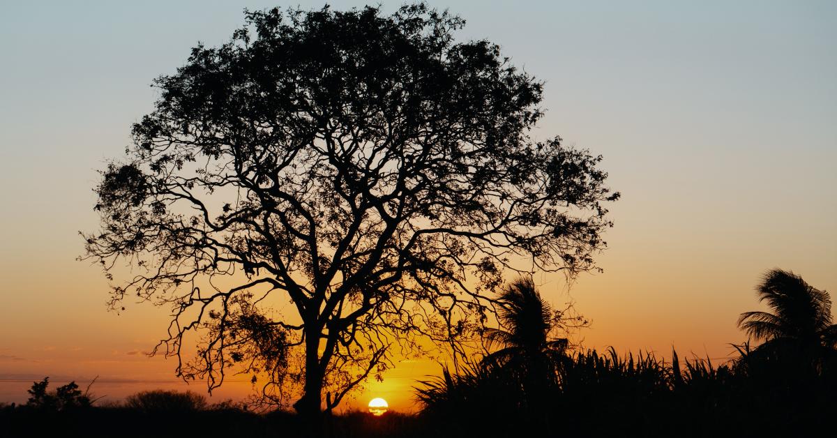 sunset behind trees by Gilberto Olimpio on Unsplash