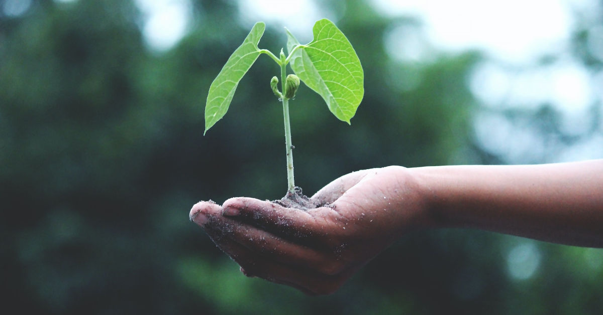 A seedling in a persons hand by Akil Mazumder from Pexels