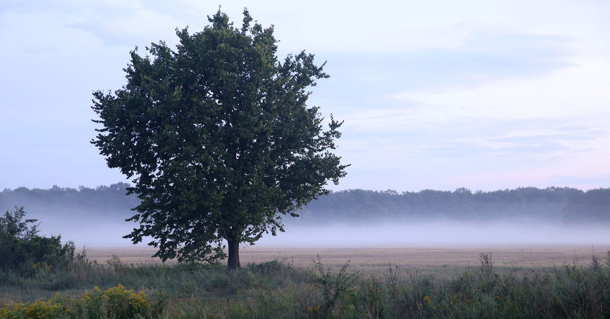 A tree in a field by Mateusz Wyszyński from Pixabay