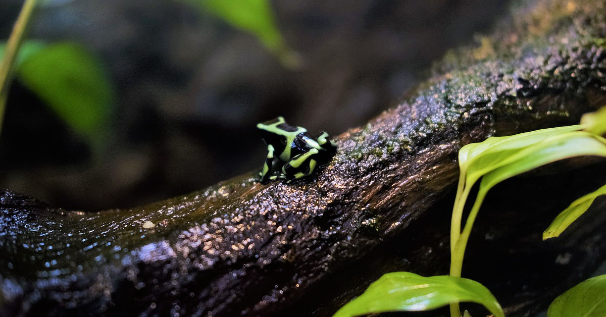 Rainforest and dart frog by Naveen Manohar on Pixabay