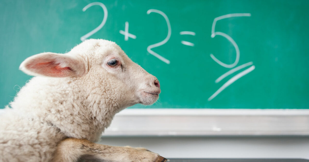 A sheep learning maths by Michal Matlon on Unsplash