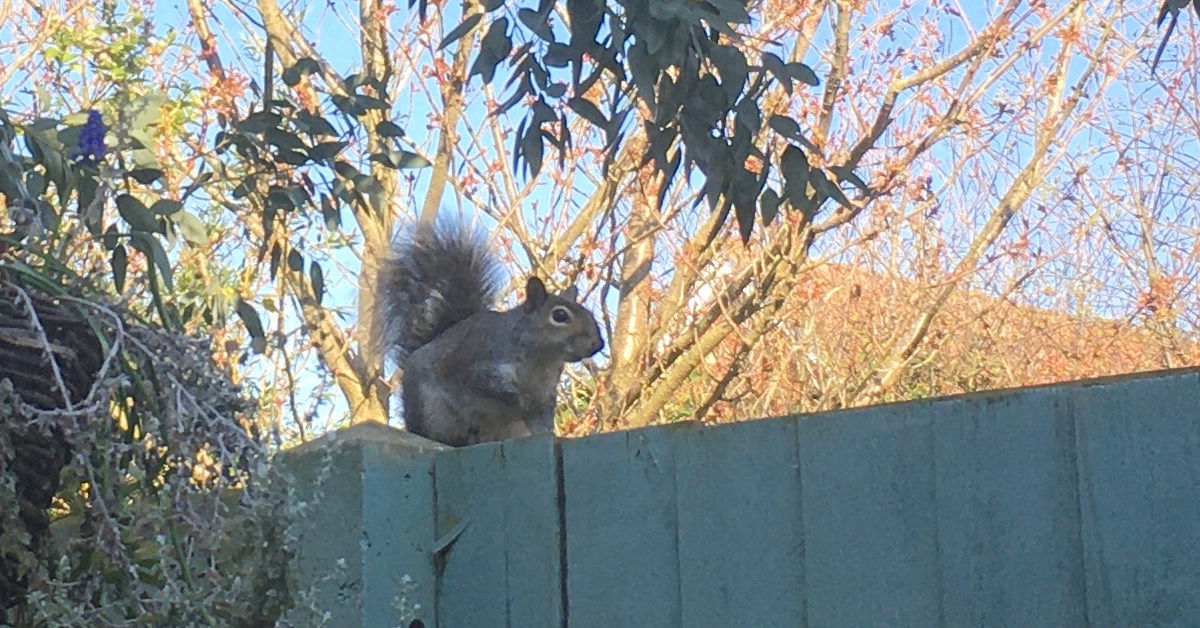 A squirrel on a fence