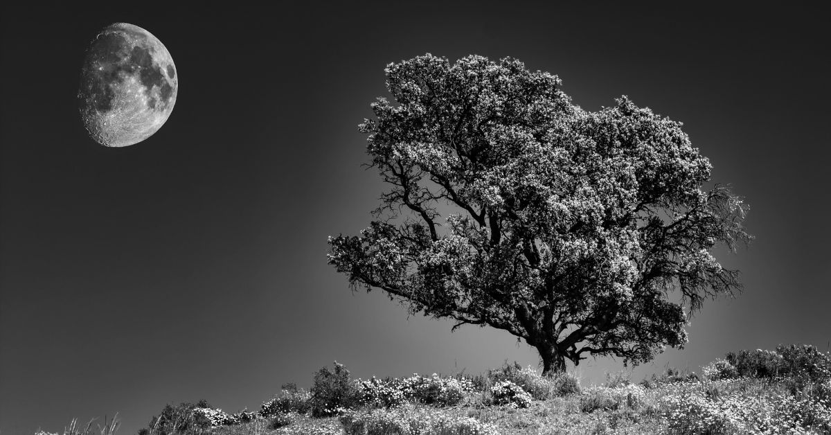 The moon behind an old tree by Robert C from Pixabay