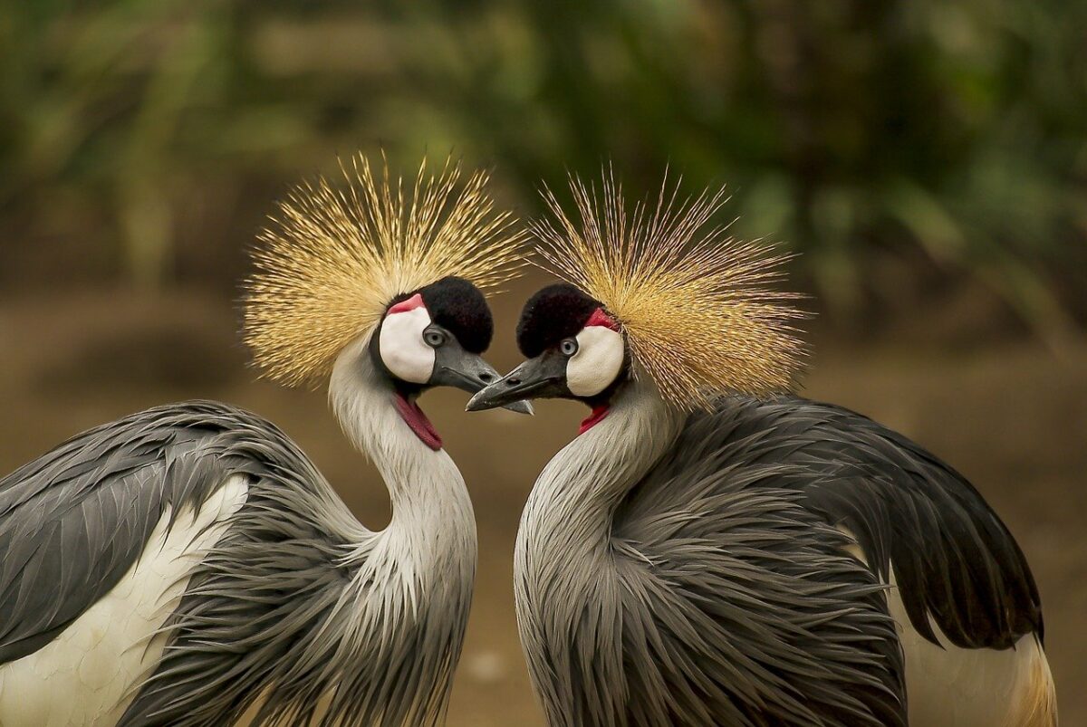 Grey crowned cranes by Frank Winkler on Pixabay