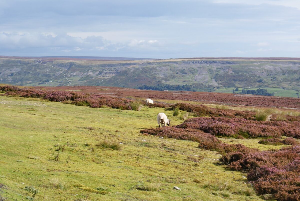 Yorkshire moors by Lockolad on Pixabay