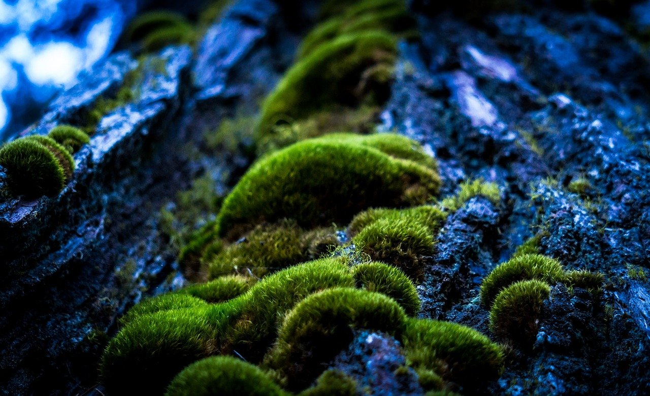 Bark and moss by Pexels on Pixabay