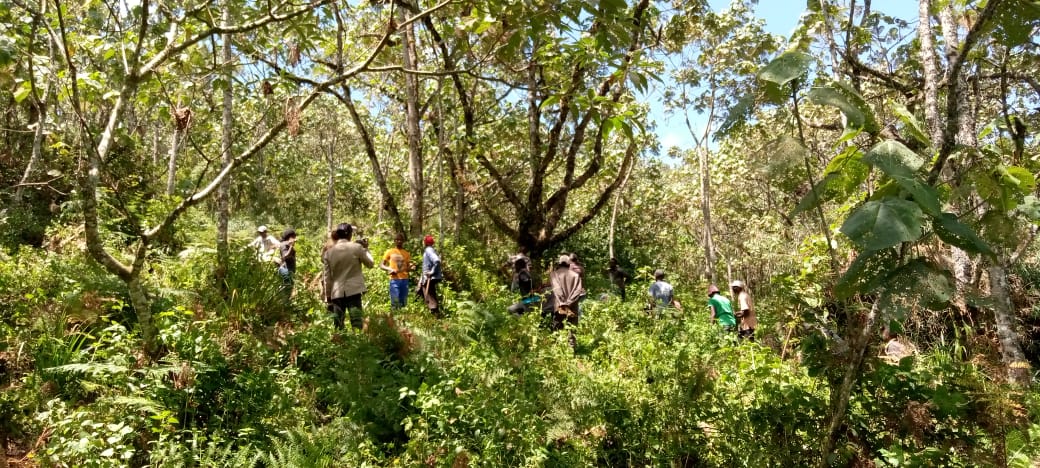 People working in the forest