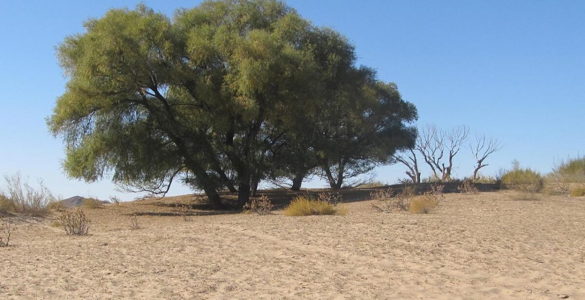 Tree in the desert by mayidefai on Pixabay