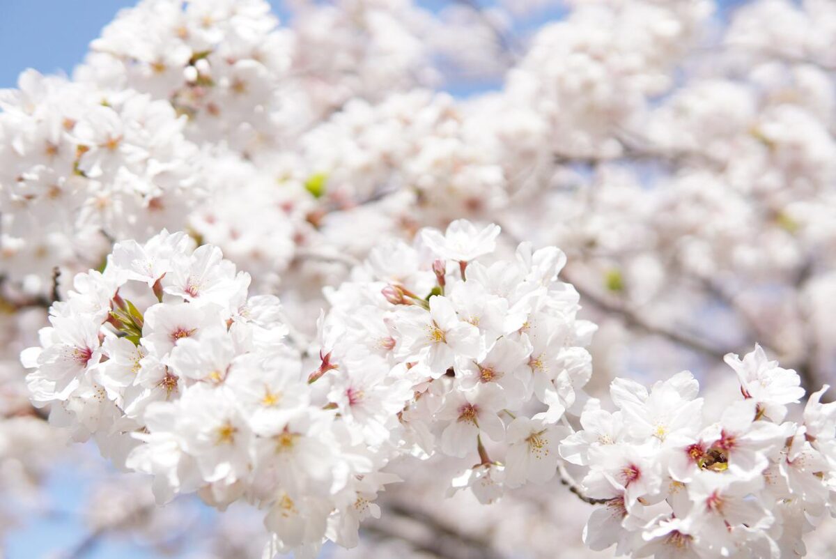 japanese cherry blossoms by Kohei Tanaka on Pixabay