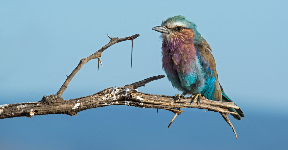 Lilac-breasted roller by David Clode on Unsplash