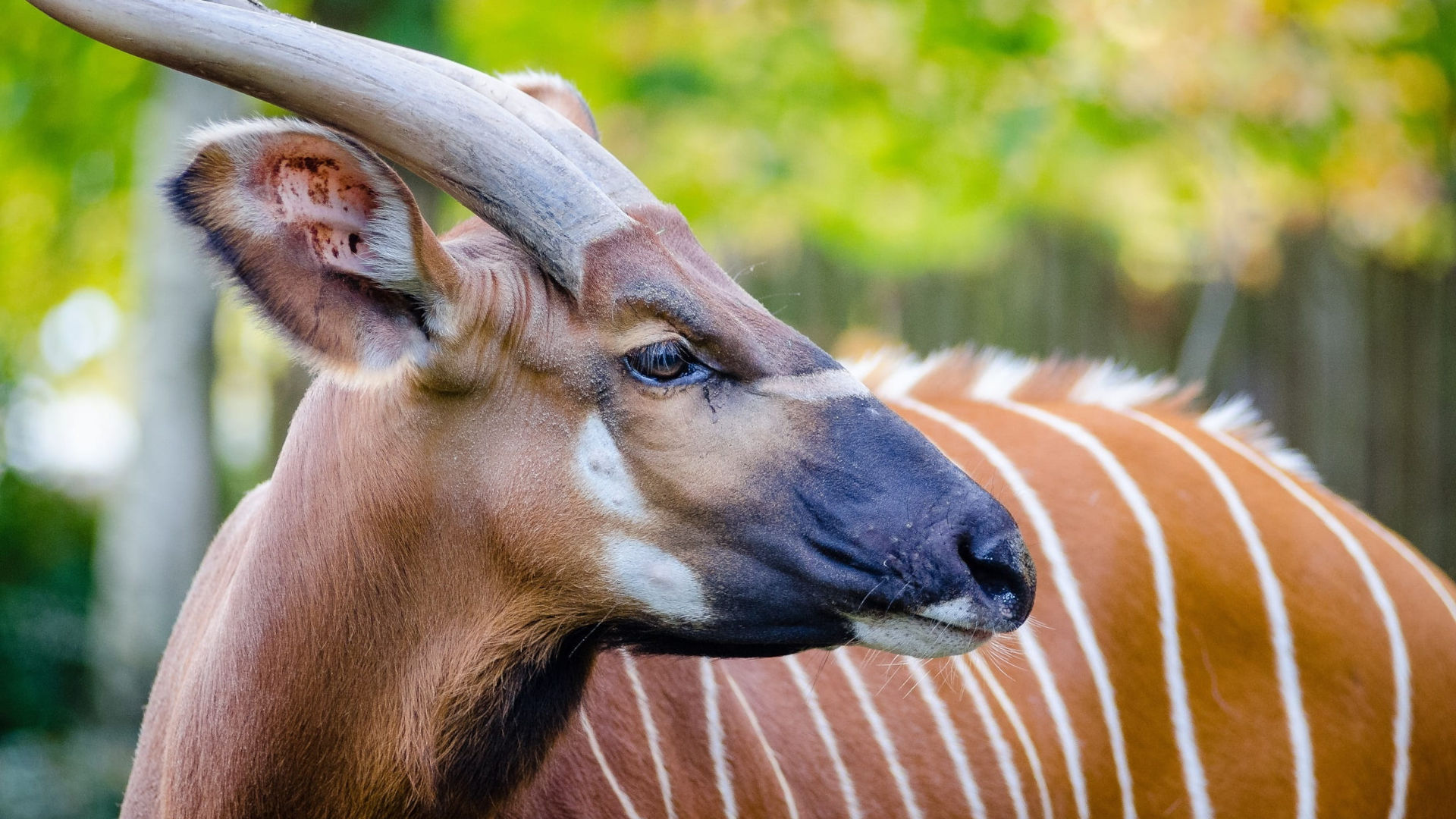 A Mountain Bongo Antelope