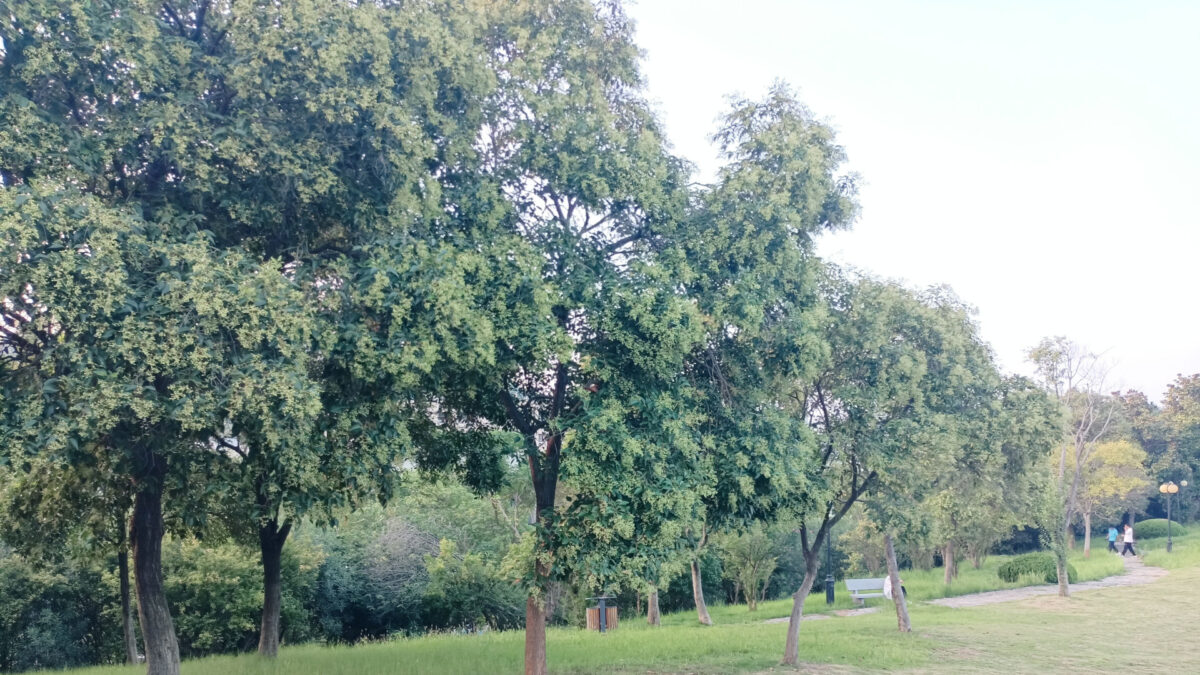 Urban woodland in China