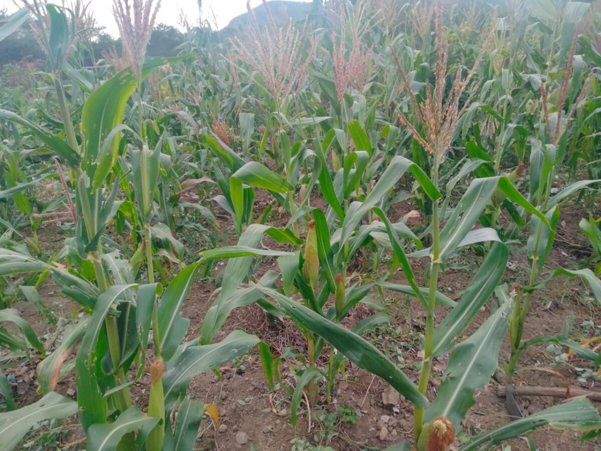 Corn growing