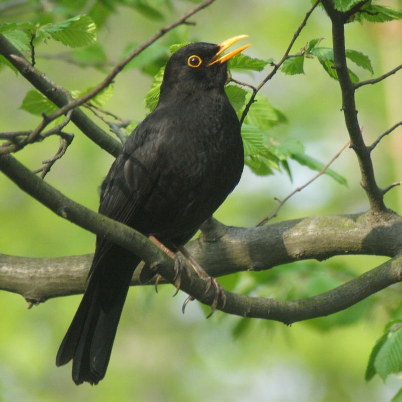 A blackbird in a tree by carabito from Pixabay