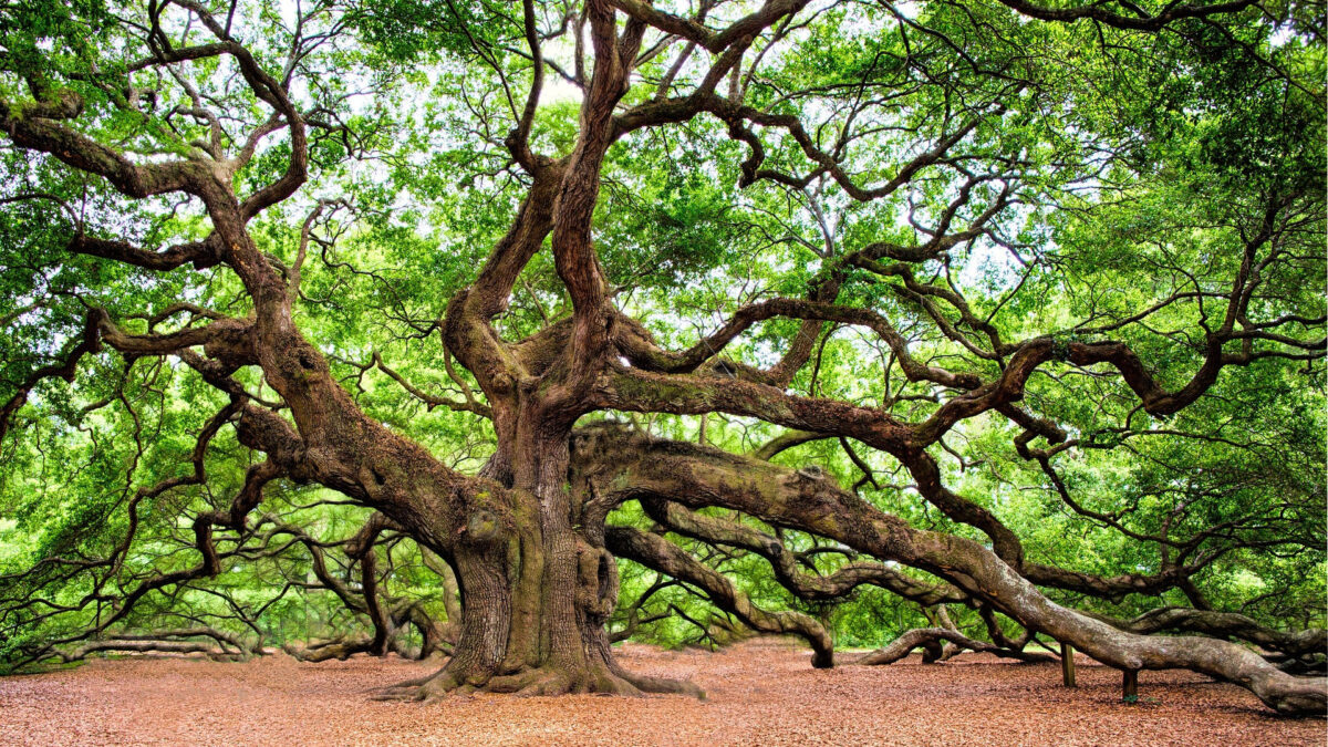 a very old oak tree by RegalShave from Pixabay