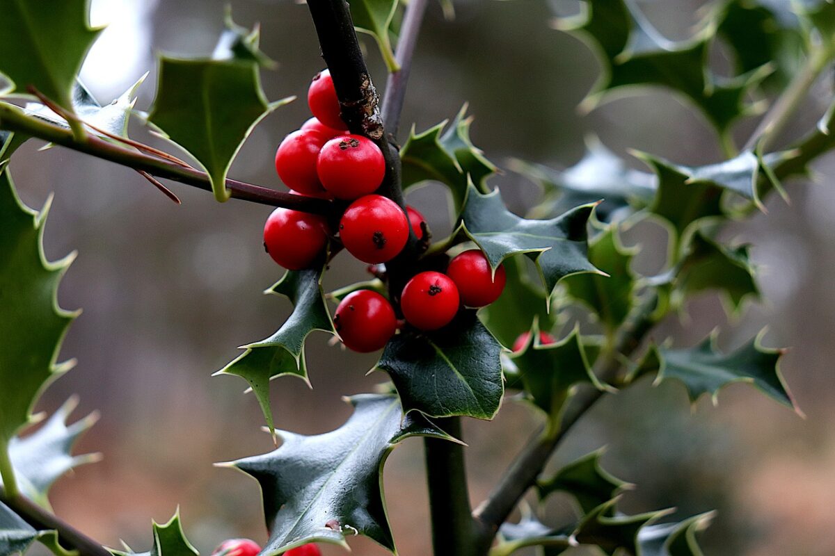 Holly leaves and berries -  Jaques Gaimard on Pixabay