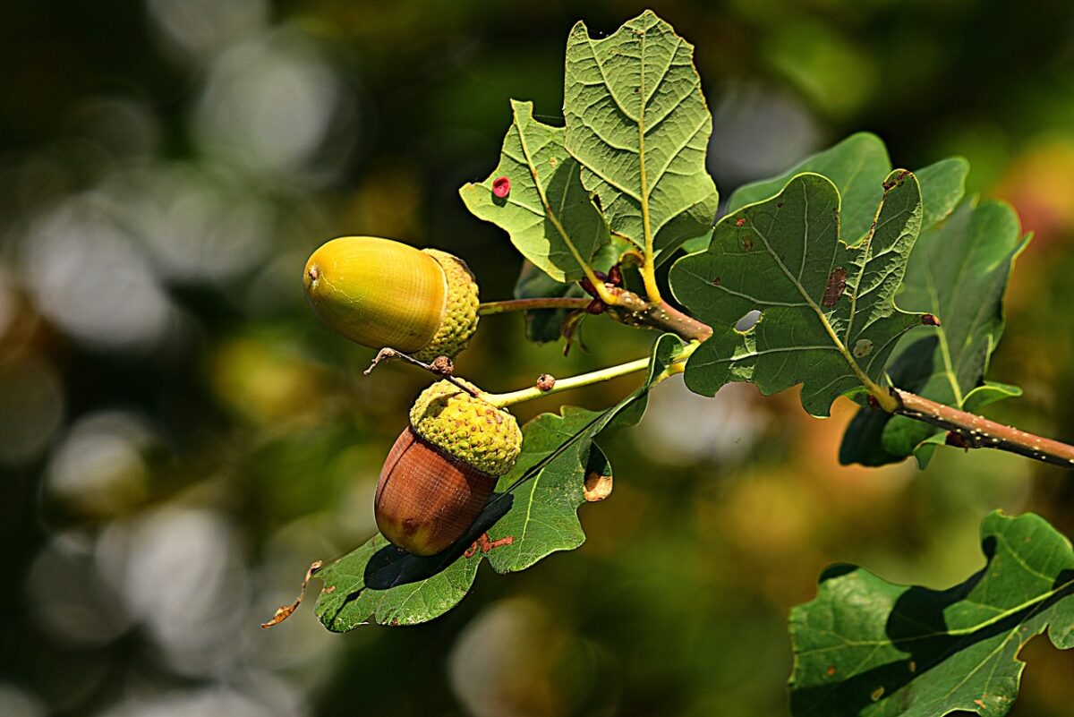 Oak leaves and acorns - Mabel Amber on Pixabay