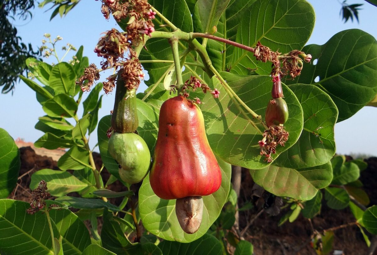 cashew fruit by sarangib on Pixabay