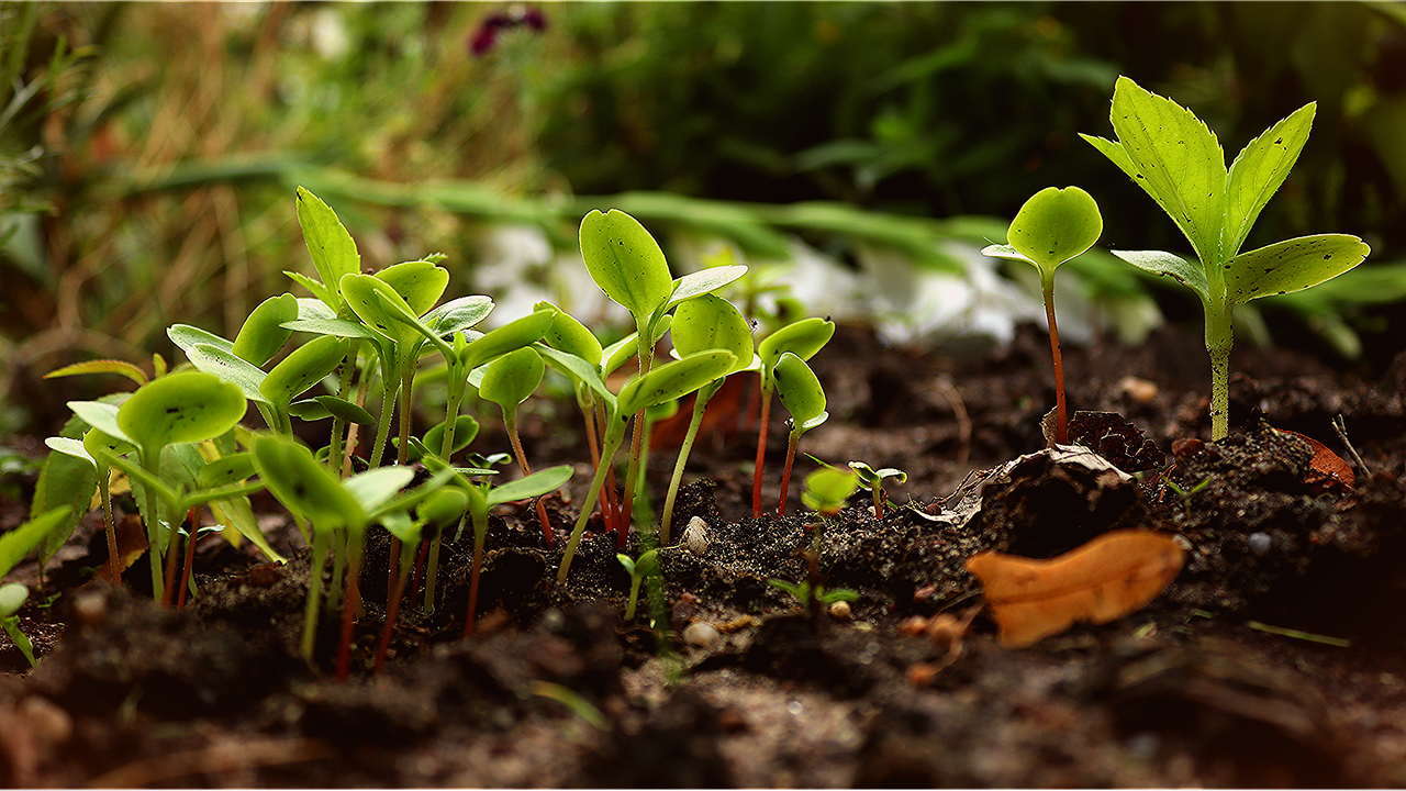 Small saplings by WhisperingJane_ASMR on Pixabay