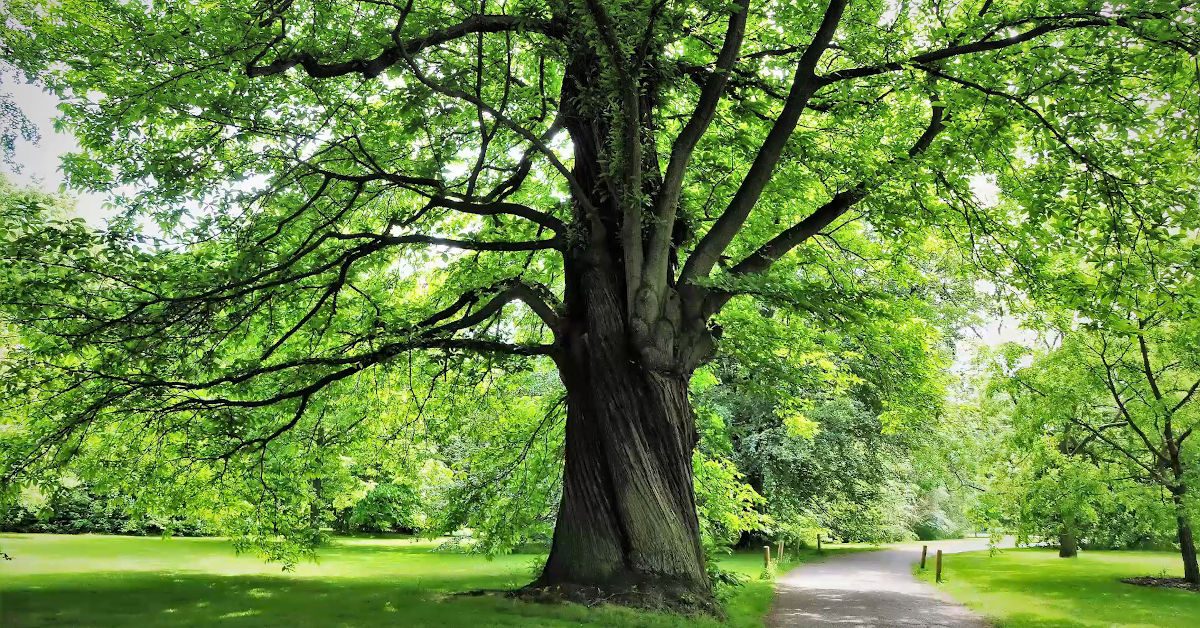 video-great-british-trees-the-chestnut-the-word-forest-organisation