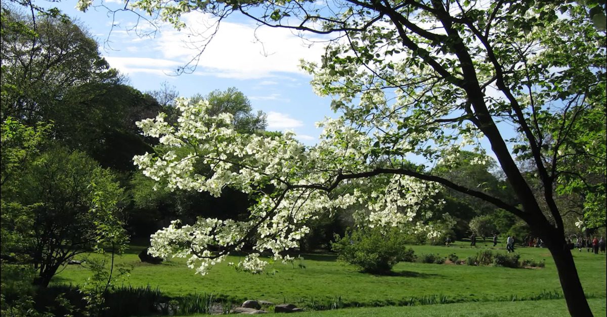 video-great-british-trees-the-dogwood-the-word-forest-organisation