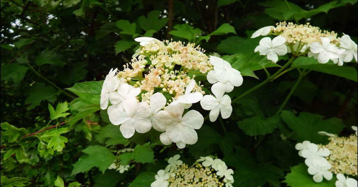 Video Great British Trees The Guelder Rose The Word Forest Organisation